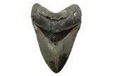 Fossil Megalodon Tooth - North Carolina #379222-1